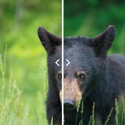 The Wildlife Preset Pack That Keeps Giving